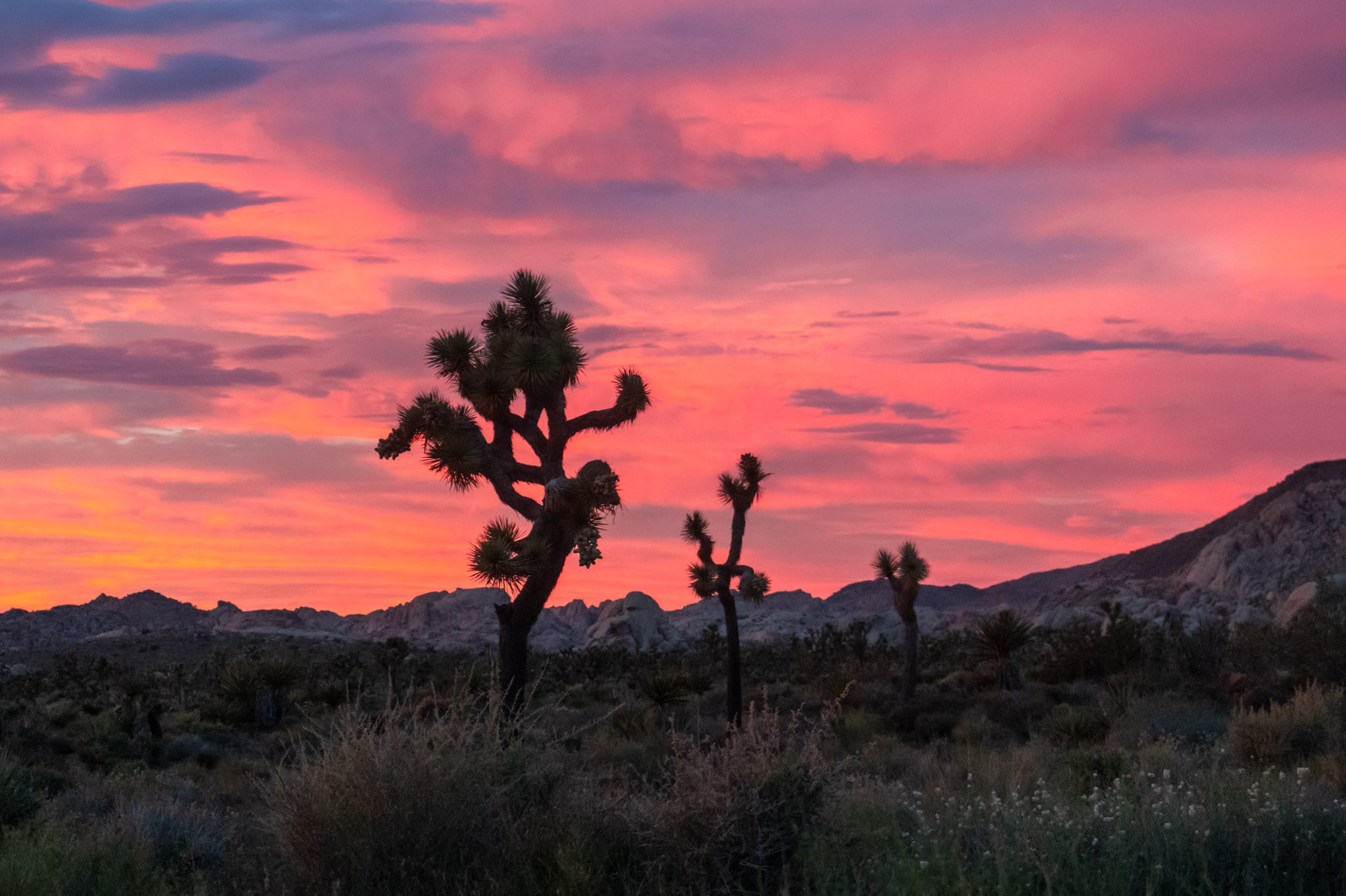 three joshua trees at sunset